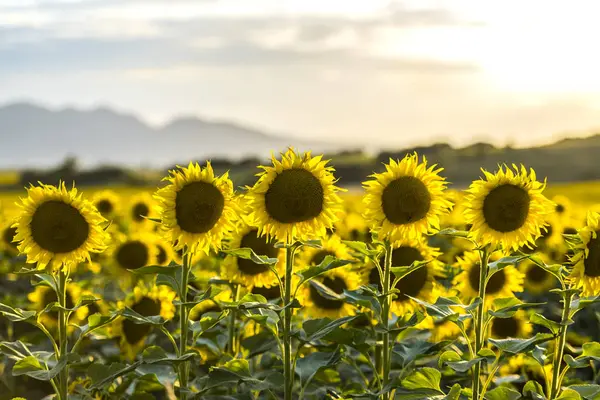 Bloeiende Zonnebloemen Het Veld — Stockfoto