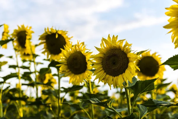 Veld Van Zonnebloemen Zomer — Stockfoto