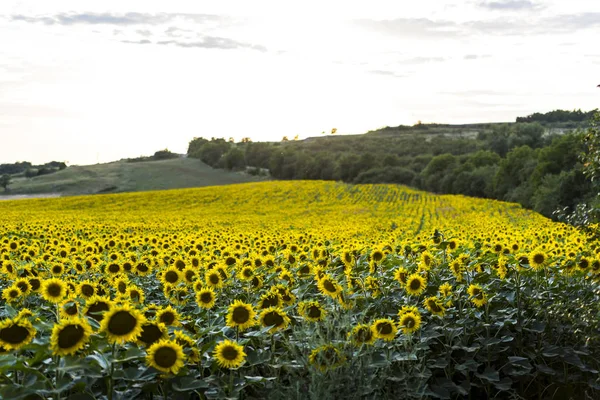 Sonnenblumenfeld Sommer — Stockfoto