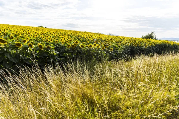 Campo Amarillo Girasoles Verano —  Fotos de Stock