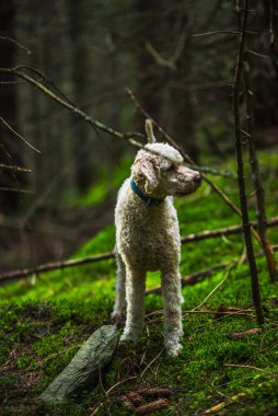 Ormanda küçük bir köpek