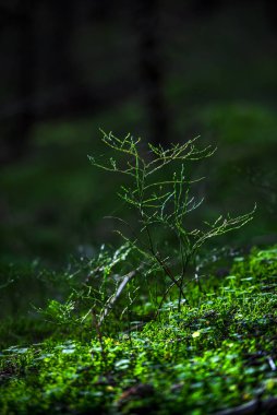 Çimlerin üzerinde yeşil yosun