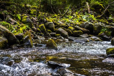 Dağlardaki dağ deresi