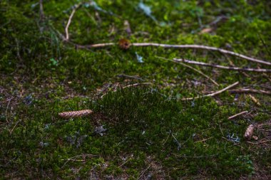 Otların üzerinde yosun