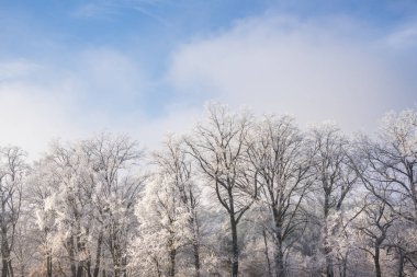 Karla kaplı ağaçlarla kaplı kış manzarası