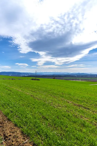 Grüne Wiese Und Blauer Himmel — Stockfoto