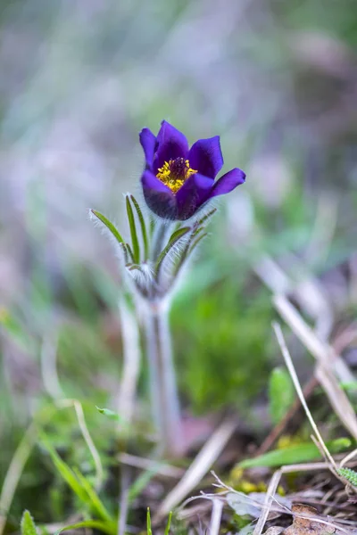 Piękne Purpurowe Kwiaty Krokusa Trawie — Zdjęcie stockowe