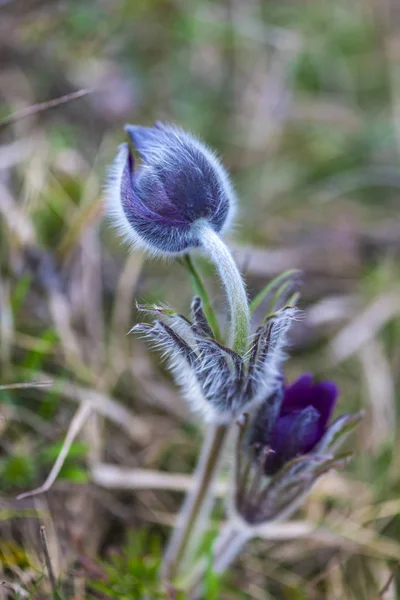 Close Van Een Jonge Plant Het Veld — Stockfoto