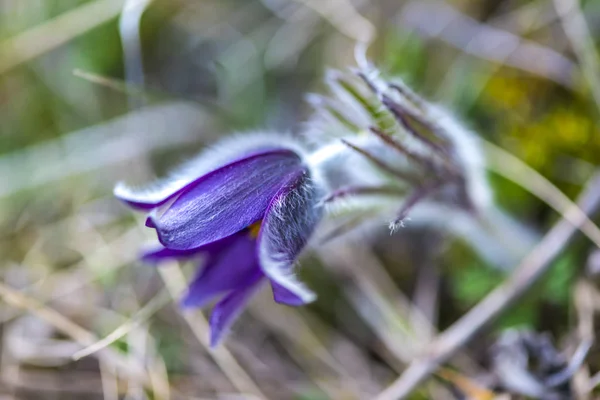 Zbliżenie Purpurowe Kwiaty Krokusa — Zdjęcie stockowe