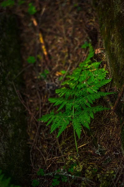 Grön Mossa Skogen — Stockfoto