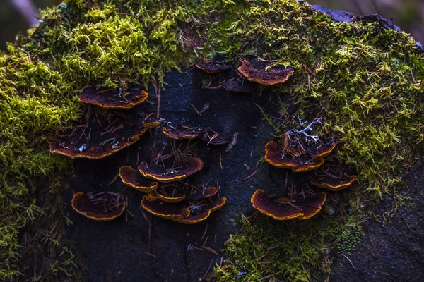 Paddenstoelen Het Bos — Stockfoto