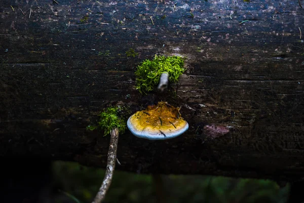 树上的蘑菇 — 图库照片