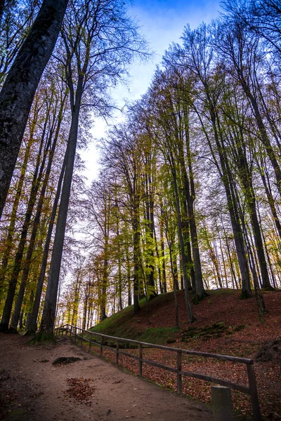 Automne Dans Parc — Photo