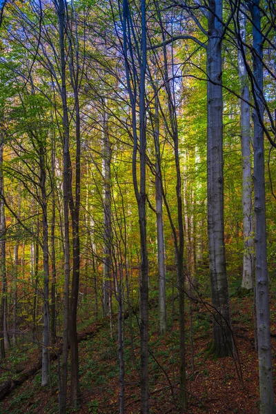 Herbstwald Den Bergen — Stockfoto