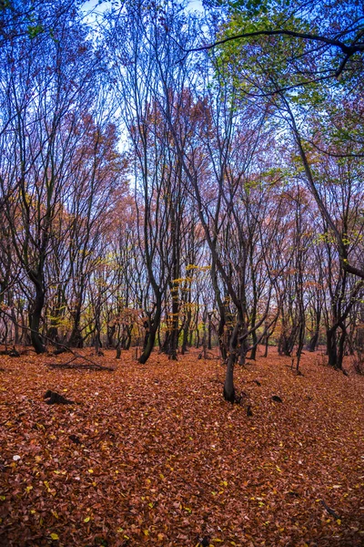 Herbst Park — Stockfoto