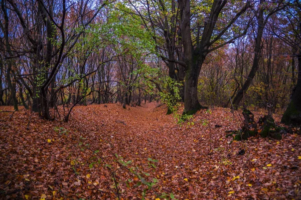 Осень Парке — стоковое фото