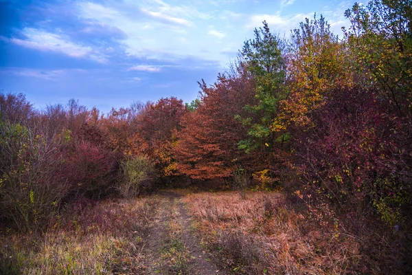 Paisagem Outono Com Uma Bela Floresta — Fotografia de Stock