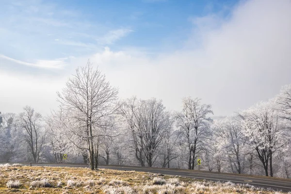 Vinterlandskap Med Träd Och Snö — Stockfoto