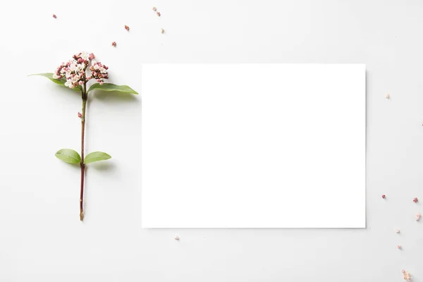 Pusty list, ozdobione małe różowe kwiecie — Zdjęcie stockowe