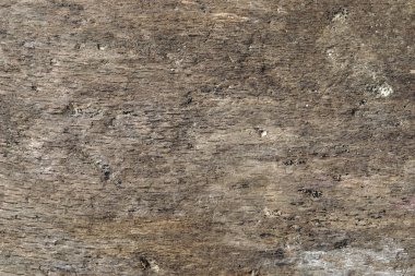 Ahşap arka plan, eski solucan yemiş odun parçası