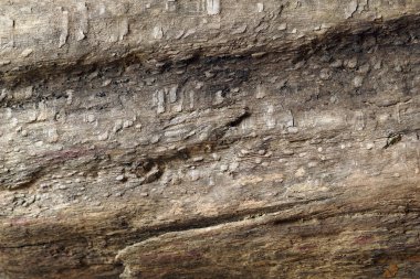 Ahşap arka plan, eski solucan yemiş odun parçası