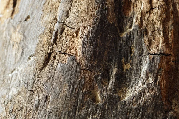 오래된 나무의 — 스톡 사진