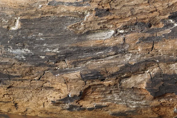 木背景 一部分老虫吃木材 — 图库照片