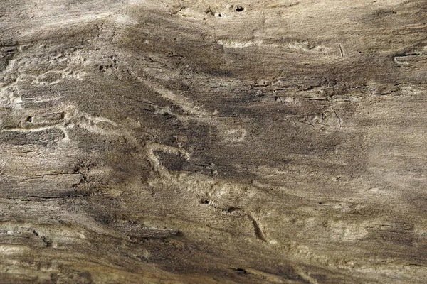 Fondo Madera Parte Vieja Madera Devorada Por Gusanos —  Fotos de Stock