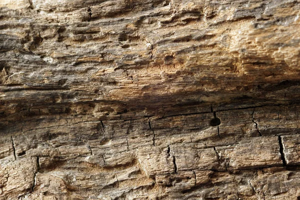 Ahşap Arka Plan Eski Solucan Yemiş Odun Parçası Telifsiz Stok Fotoğraflar