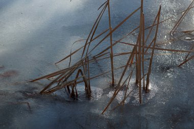 Donmuş göl üzerinde baston ve bitki örtüsü