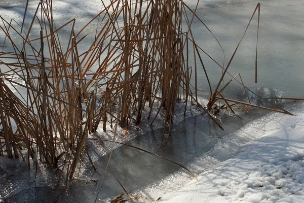 Трость Растительность Над Замерзшим Озером — стоковое фото