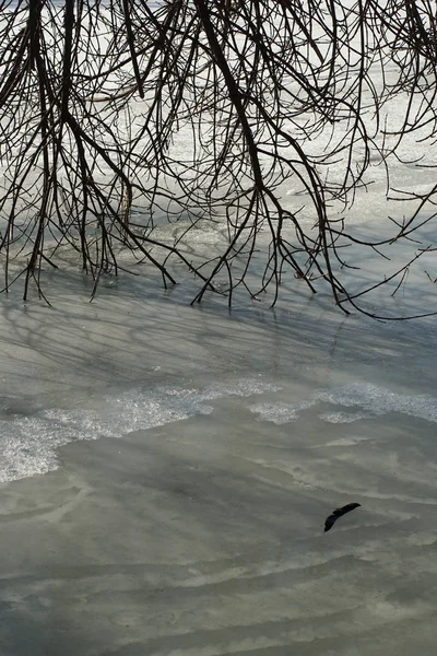 Albero Vegetazione Sul Lago Ghiacciato — Foto Stock