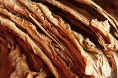 Arka plan olarak tütün yaprakları kurutulur