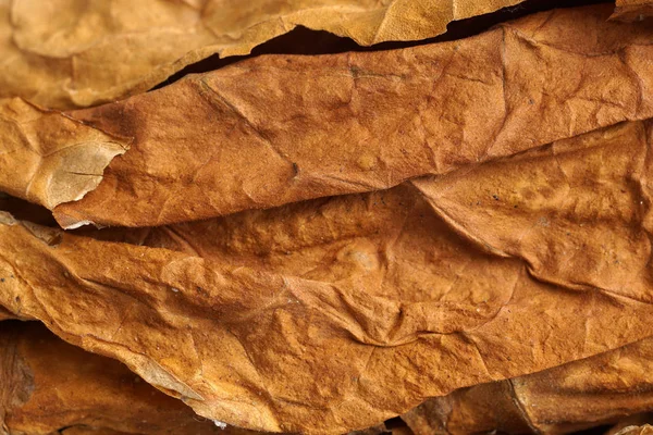 Tobacco leaves Stock Photos, Royalty Free Tobacco leaves Images