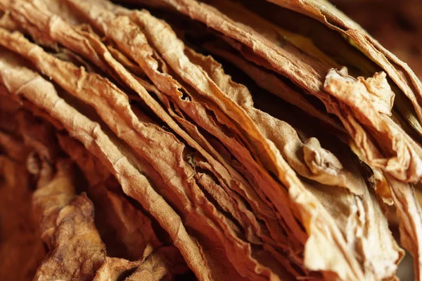 Arka plan olarak tütün yaprakları kurutulur