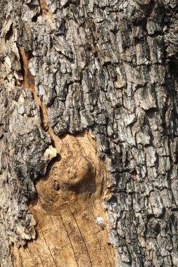 Eski kabuk ağacı doku arka plan, closeup, soyut kaba yüzey