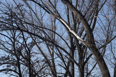 Gökyüzüne doğru düşük perspektiften çıplak ağaçların Treetop