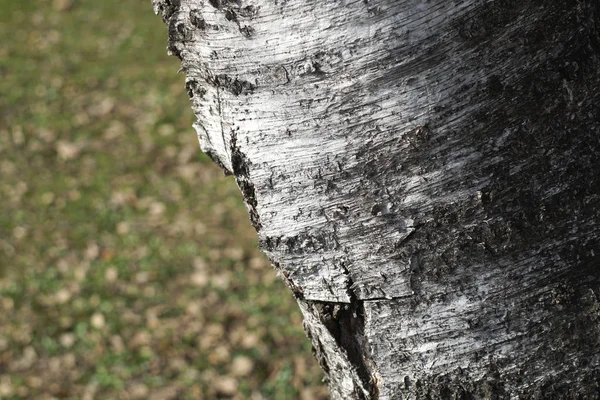 Eski Kabuk Ağacı Doku Arka Plan Closeup Soyut Kaba Yüzey — Stok fotoğraf