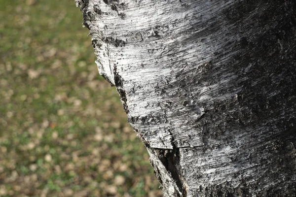 Vieil Arbre Écorce Texture Fond Gros Plan Surface Rugueuse Abstraite — Photo