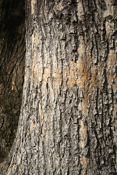 Старый Фон Текстуры Коры Дерева Крупный План Абстрактная Шероховатая Поверхность — стоковое фото
