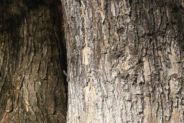 Старый Фон Текстуры Коры Дерева Крупный План Абстрактная Шероховатая Поверхность — стоковое фото