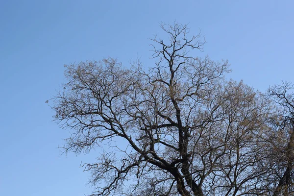 从低视角向天空看光秃秃的树木的树梢 — 图库照片