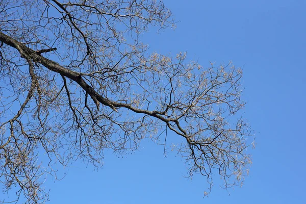 Treetop Gołych Drzew Niskiej Perspektywy Kierunku Nieba — Zdjęcie stockowe