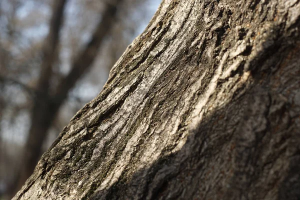 Velho Casca Árvore Textura Fundo Close Abstrato Superfície Áspera — Fotografia de Stock