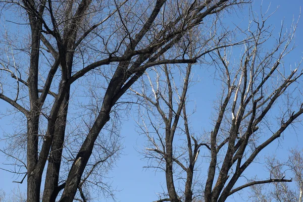 Gökyüzüne doğru düşük perspektiften çıplak ağaçların Treetop