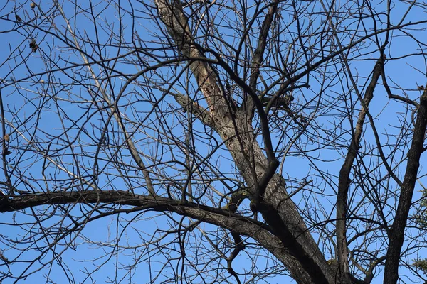 Treetop Gołych Drzew Niskiej Perspektywy Kierunku Nieba — Zdjęcie stockowe