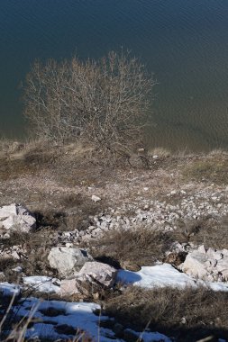 Arka planda su ile ayrıntılı ve çıplak ağaç dalları