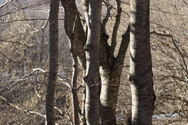 Dallanma ağaçları. Detaylı ve çıplak ağaç dalları