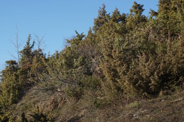 Dallanma ağaçları. Detaylı ve çıplak ağaç dalları