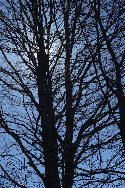 Dallanma ağaçları. Detaylı ve çıplak ağaç dalları